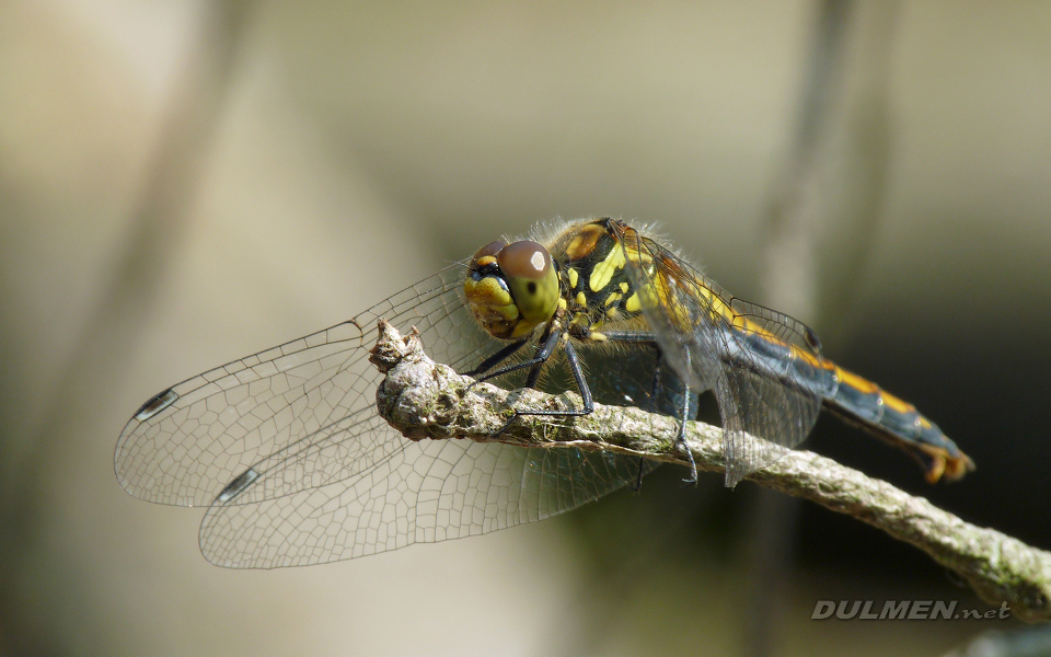 Black Darter (Female, Sympetrum danae)